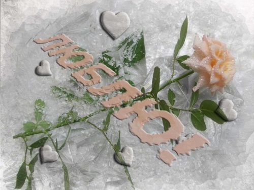 роза во льдах